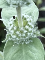 Pycnanthemum californicum