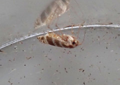 Argyresthia trifasciata