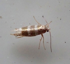 Argyresthia trifasciata