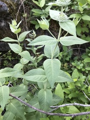 Pycnanthemum californicum