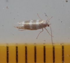 Argyresthia trifasciata