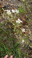 Cerastium velutinum