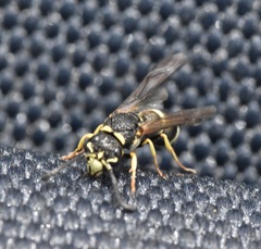 Parancistrocerus pensylvanicus