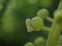 Celastrina neglectamajor