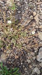 Cerastium velutinum