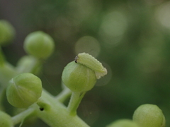 Celastrina neglectamajor