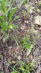 Symphyotrichum depauperatum