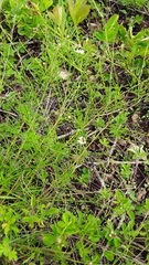 Symphyotrichum depauperatum