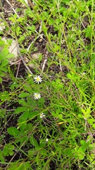 Symphyotrichum depauperatum