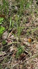 Bombus ternarius