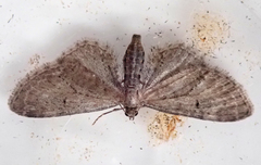 Eupithecia intricata