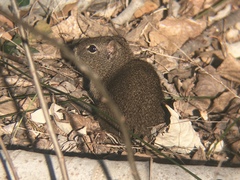 Microcavia australis