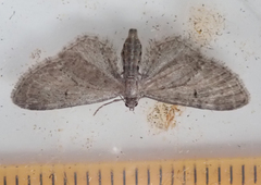 Eupithecia intricata