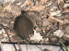 Microcavia australis