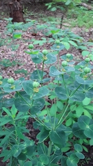 Euphorbia purpurea