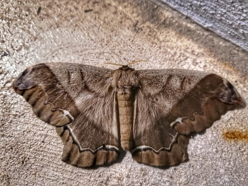 giant silk moth