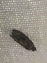 Gymnandrosoma punctidiscanum