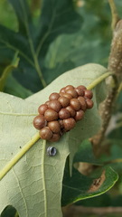 Phylloteras volutellae