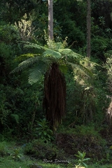 Cyathea arborea
