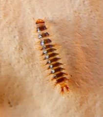 Drilini