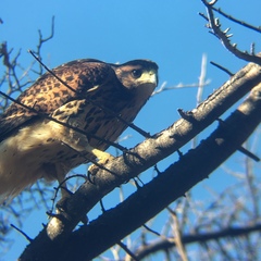 Parabuteo unicinctus