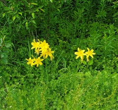 Hemerocallis lilioasphodelus