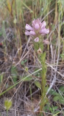 Orthocarpus bracteosus