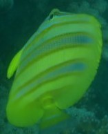 Chaetodon rainfordi