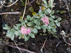 Antennaria dioica