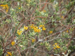 Lasiosiphon meisnerianus