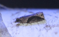 Statherotis pendulata