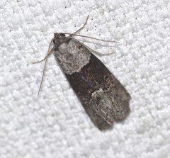 Calathusa hypotherma