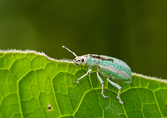 Compsus viridivittatus