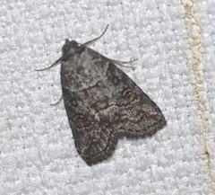 Calathusa hypotherma