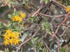 Lasiosiphon meisnerianus