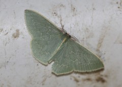 Chlorocoma melocrossa