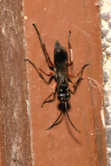 Agenioideus cinctellus