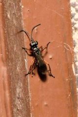 Agenioideus cinctellus