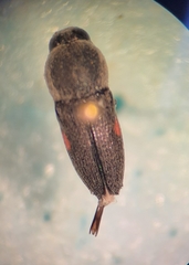 Paratyndaris acaciae