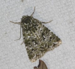 Thalatha bryochlora