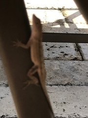 Anolis