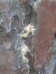 Dendroctonus frontalis