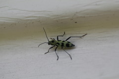 Chlorophorus herbstii