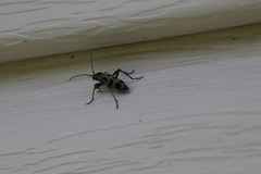 Chlorophorus herbstii