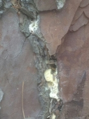 Dendroctonus frontalis
