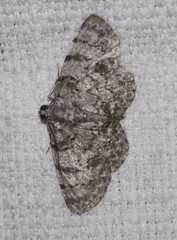 Dyscheralcis crimnodes