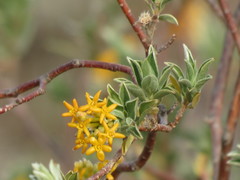 Lasiosiphon meisnerianus