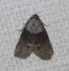 Calathusa hypotherma