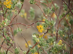 Lasiosiphon meisnerianus