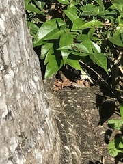 Anolis